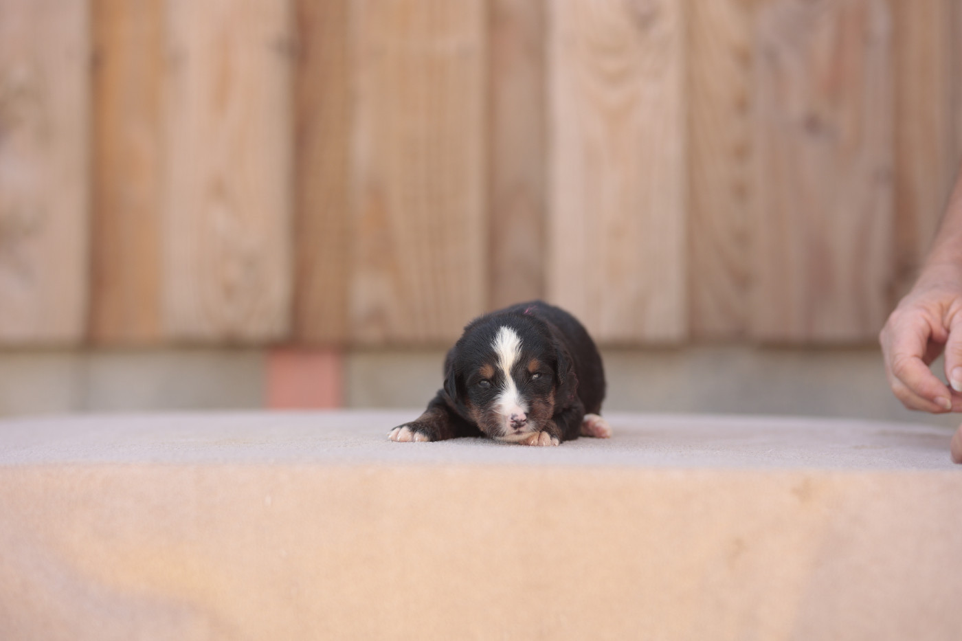 de la Vallée de l'Hyrome - Chiots disponibles - Bouvier Bernois
