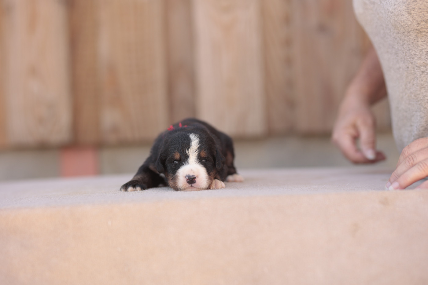 de la Vallée de l'Hyrome - Chiots disponibles - Bouvier Bernois