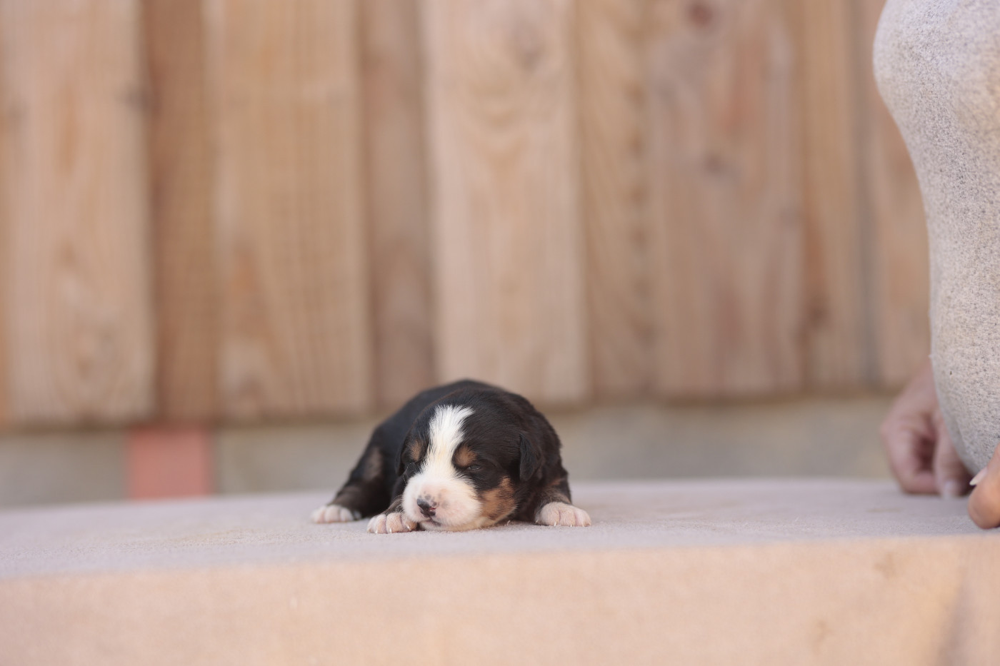 de la Vallée de l'Hyrome - Chiots disponibles - Bouvier Bernois