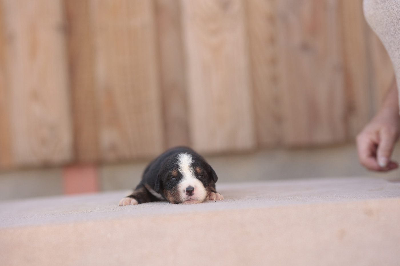 de la Vallée de l'Hyrome - Chiots disponibles - Bouvier Bernois