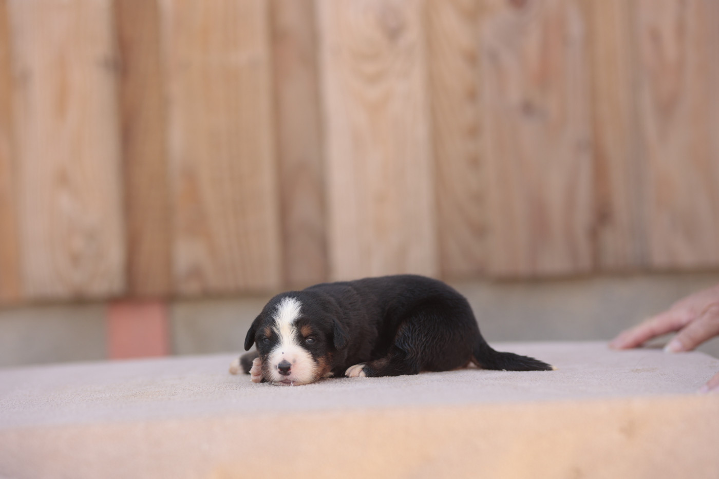 Chiot Bouvier Bernois de la Vallée de l'Hyrome