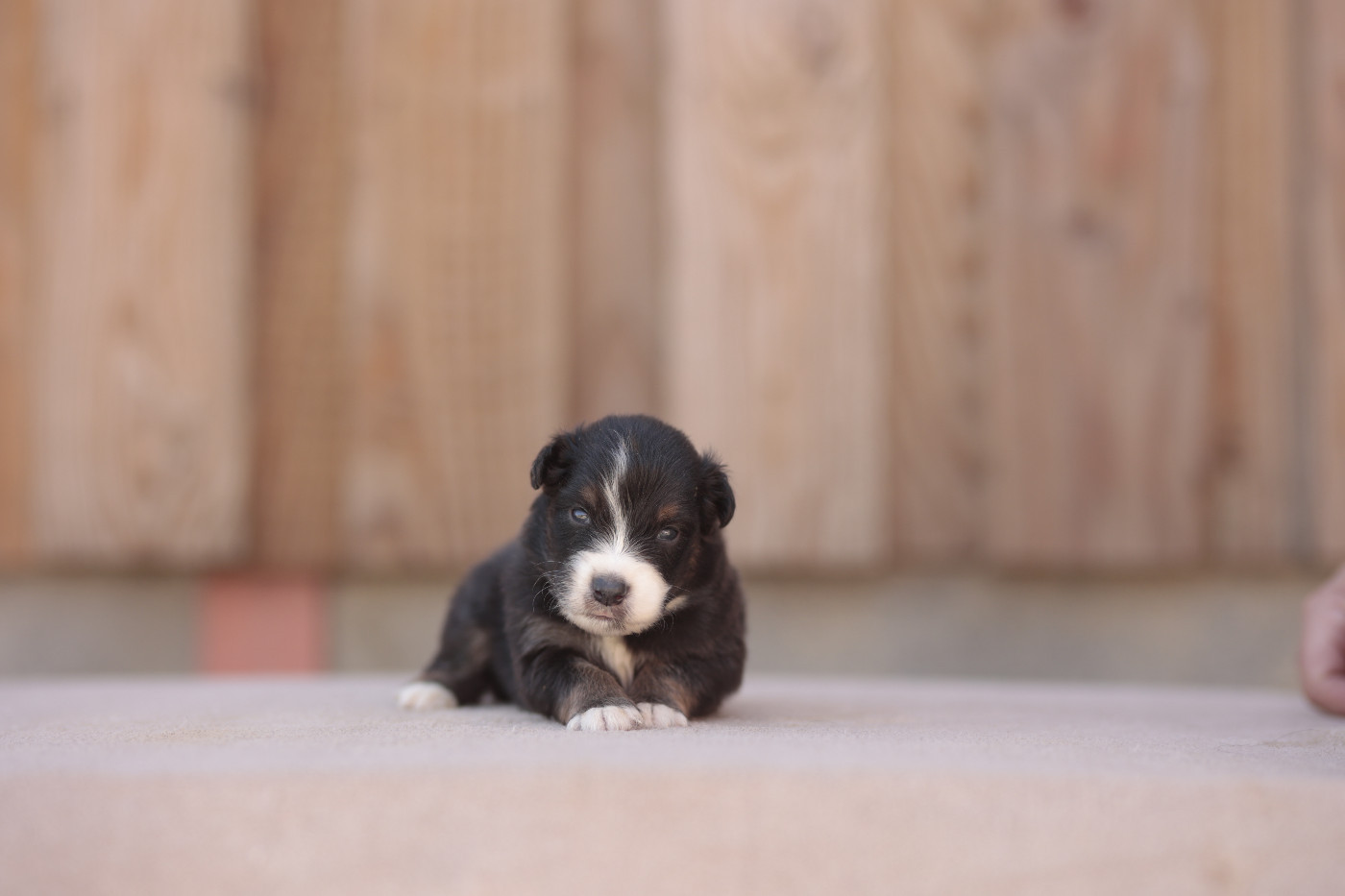 de la Vallée de l'Hyrome - Chiots disponibles - Berger Australien