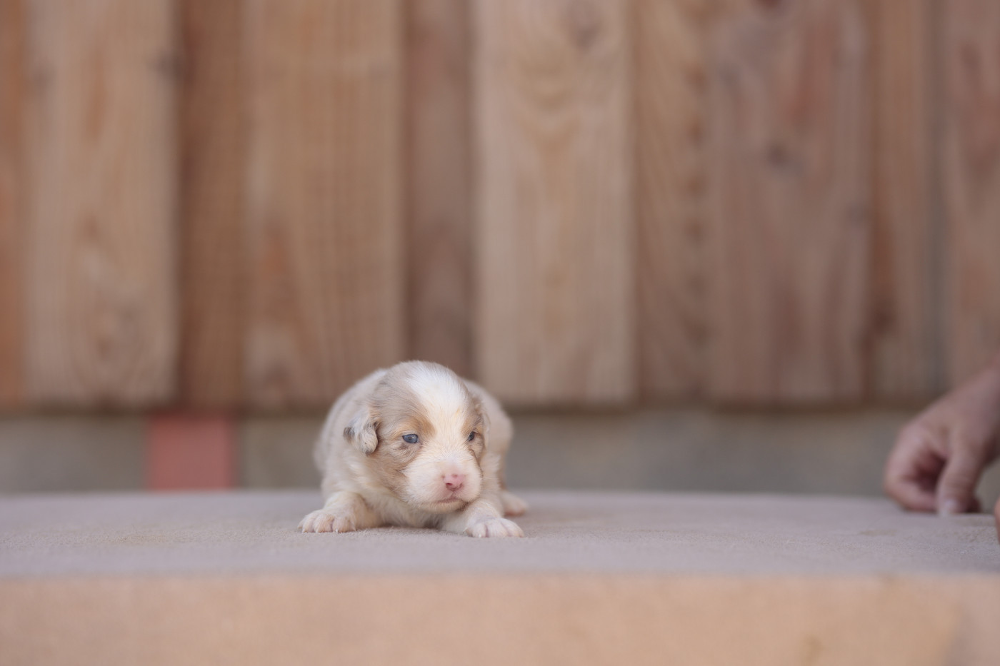de la Vallée de l'Hyrome - Chiots disponibles - Berger Australien