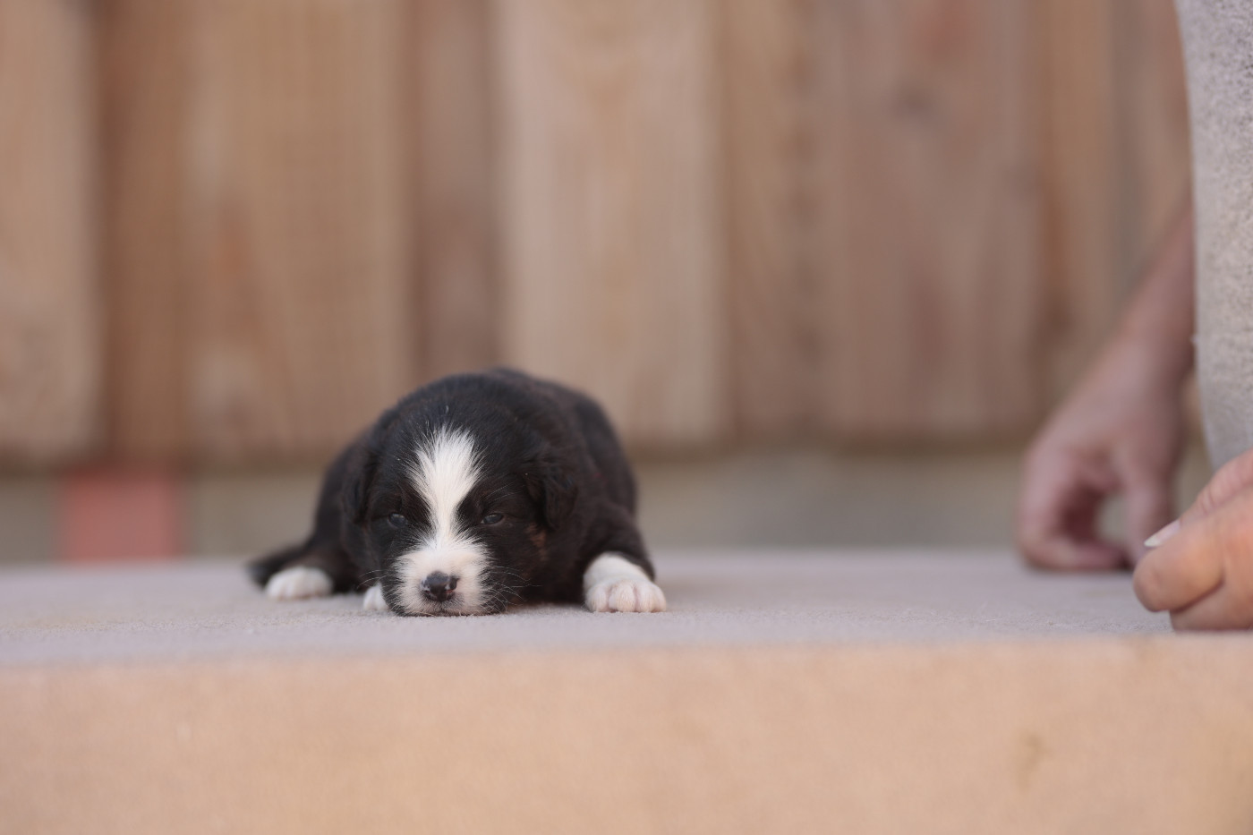 de la Vallée de l'Hyrome - Chiots disponibles - Berger Australien