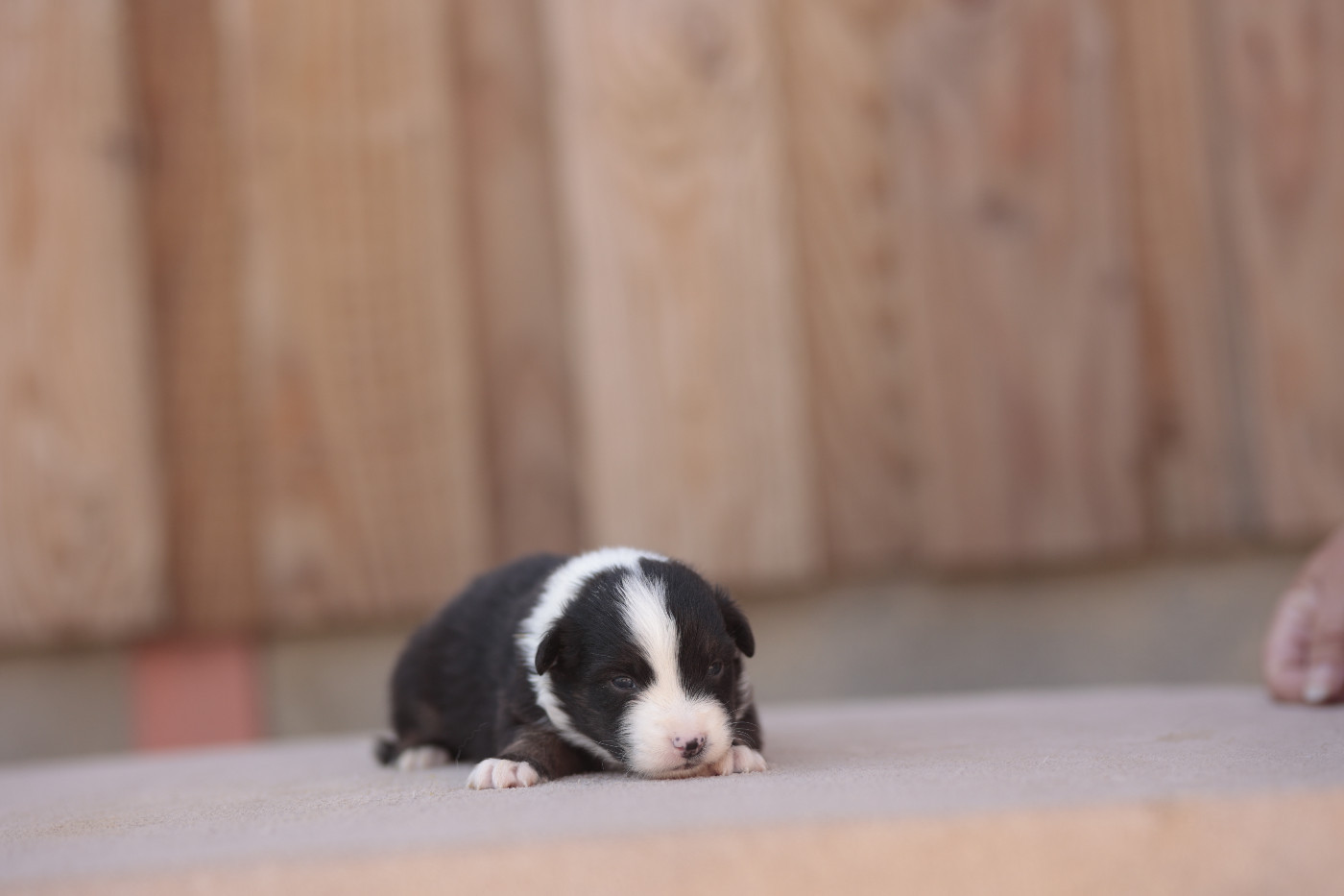 de la Vallée de l'Hyrome - Chiots disponibles - Berger Australien
