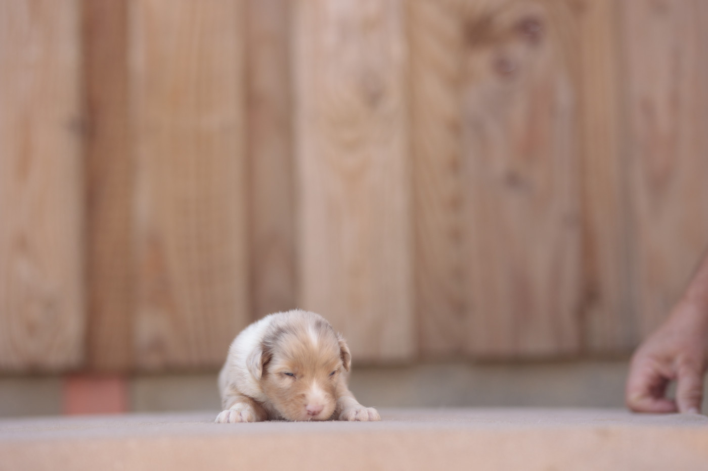 de la Vallée de l'Hyrome - Chiots disponibles - Berger Australien