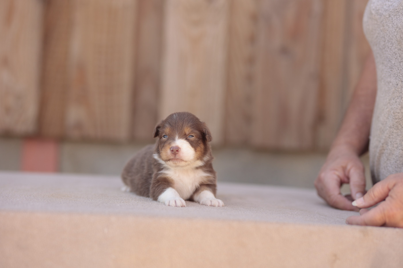 de la Vallée de l'Hyrome - Chiots disponibles - Berger Australien