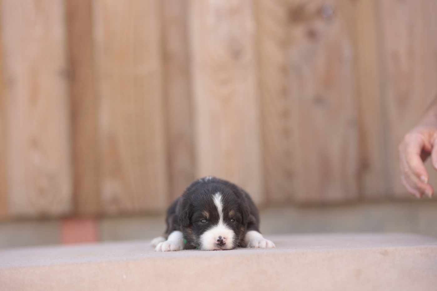 de la Vallée de l'Hyrome - Chiots disponibles - Berger Australien