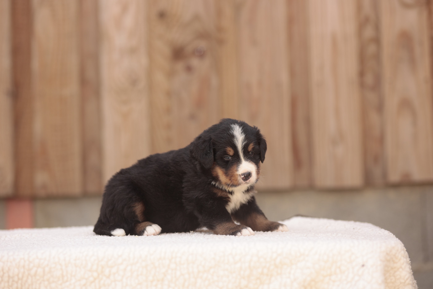 de la Vallée de l'Hyrome - Chiots disponibles - Bouvier Bernois