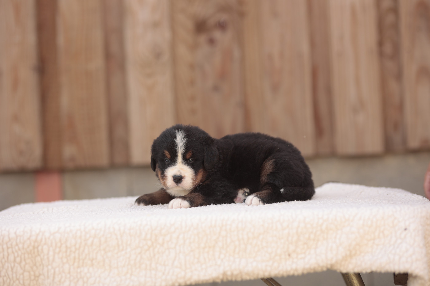 de la Vallée de l'Hyrome - Chiots disponibles - Bouvier Bernois