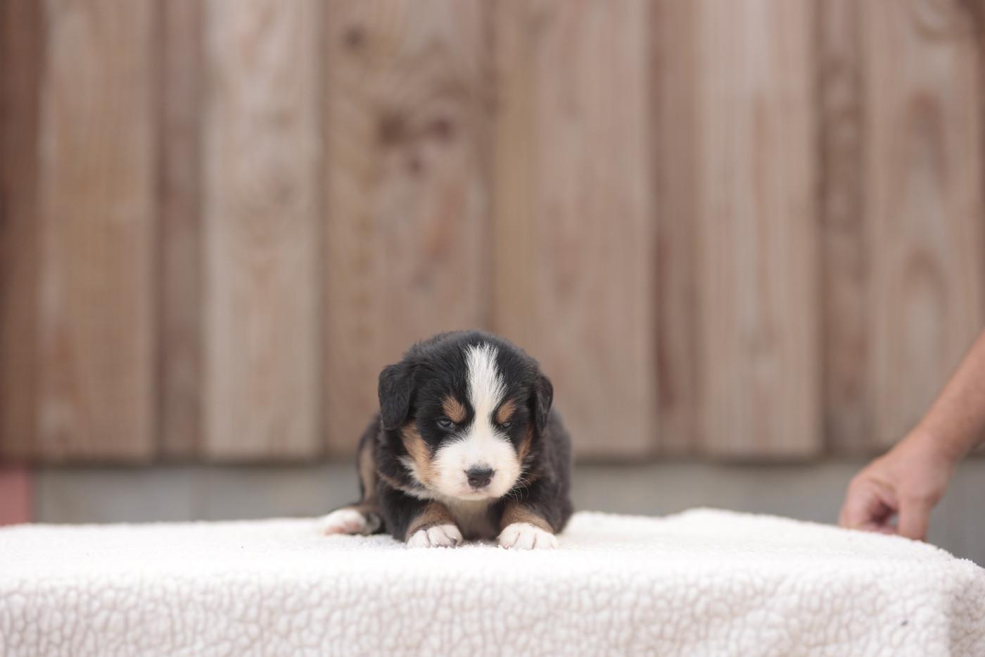de la Vallée de l'Hyrome - Chiots disponibles - Bouvier Bernois