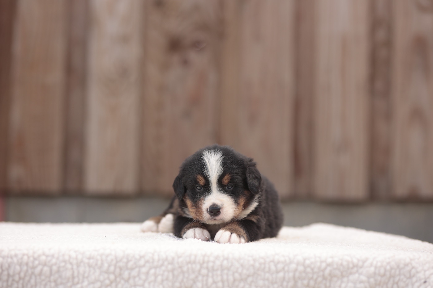 de la Vallée de l'Hyrome - Chiots disponibles - Bouvier Bernois