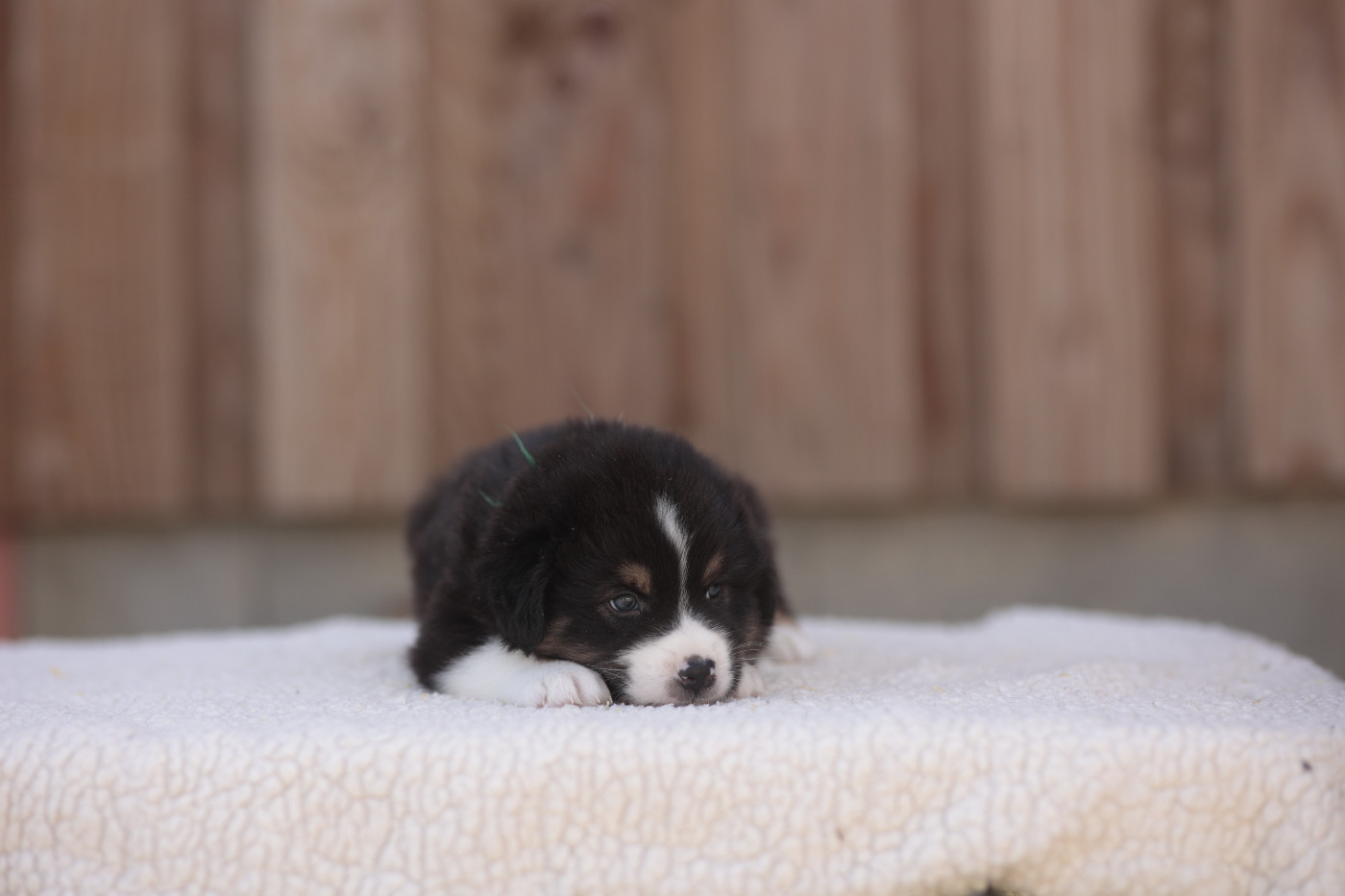 de la Vallée de l'Hyrome - Chiots disponibles - Berger Australien
