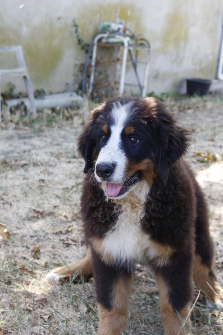 de la Vallée de l'Hyrome - Chiots disponibles - Bouvier Bernois