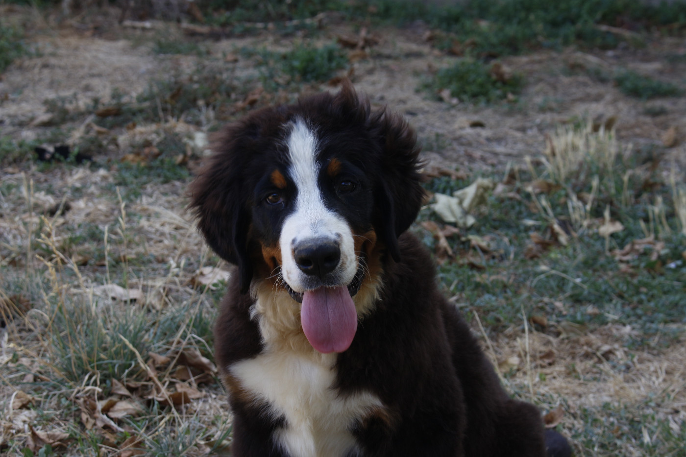 Chiot Bouvier Bernois de la Vallée de l'Hyrome
