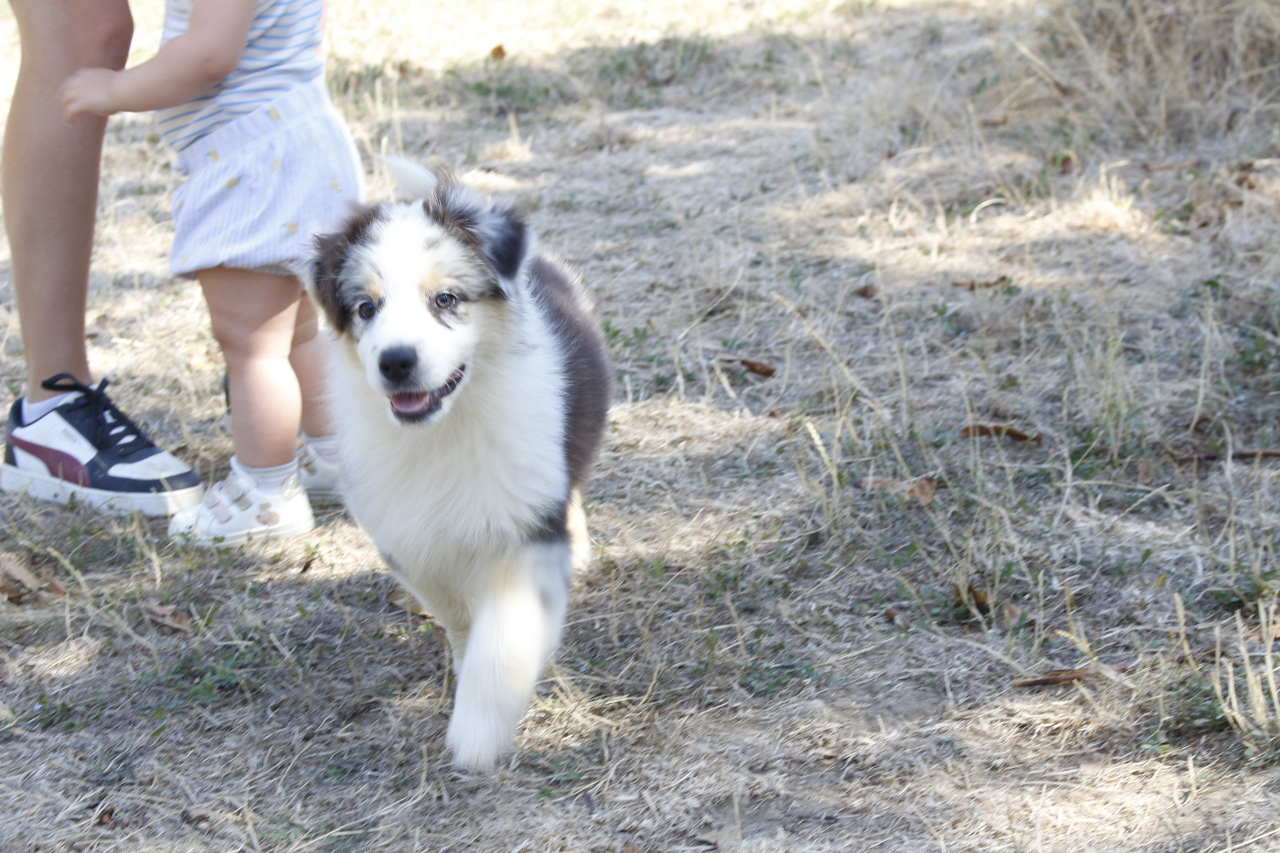 de la Vallée de l'Hyrome - Chiots disponibles - Berger Australien