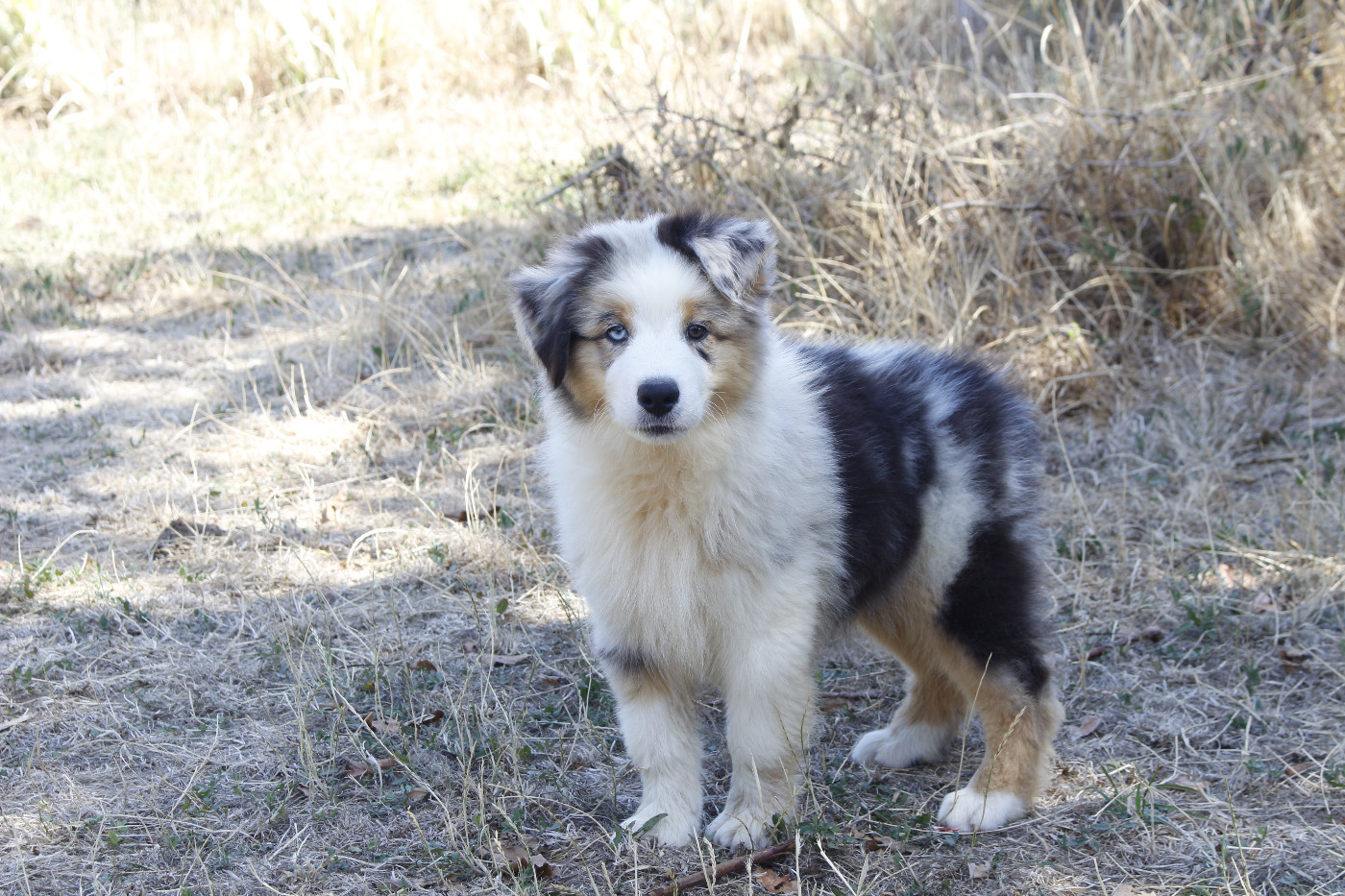 de la Vallée de l'Hyrome - Chiots disponibles - Berger Australien