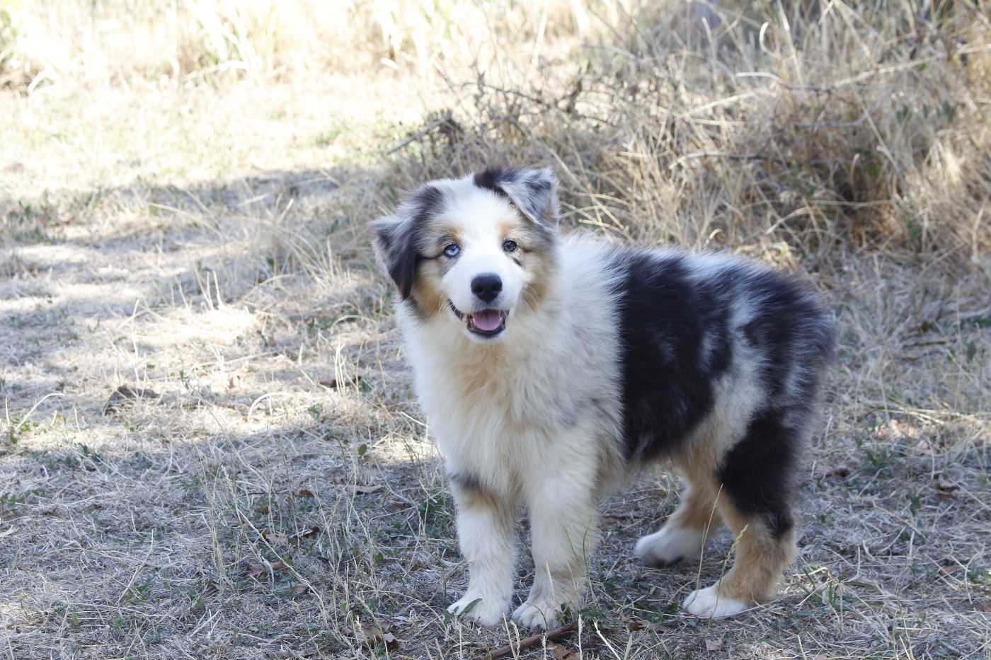Chiot Berger Australien de la Vallée de l'Hyrome