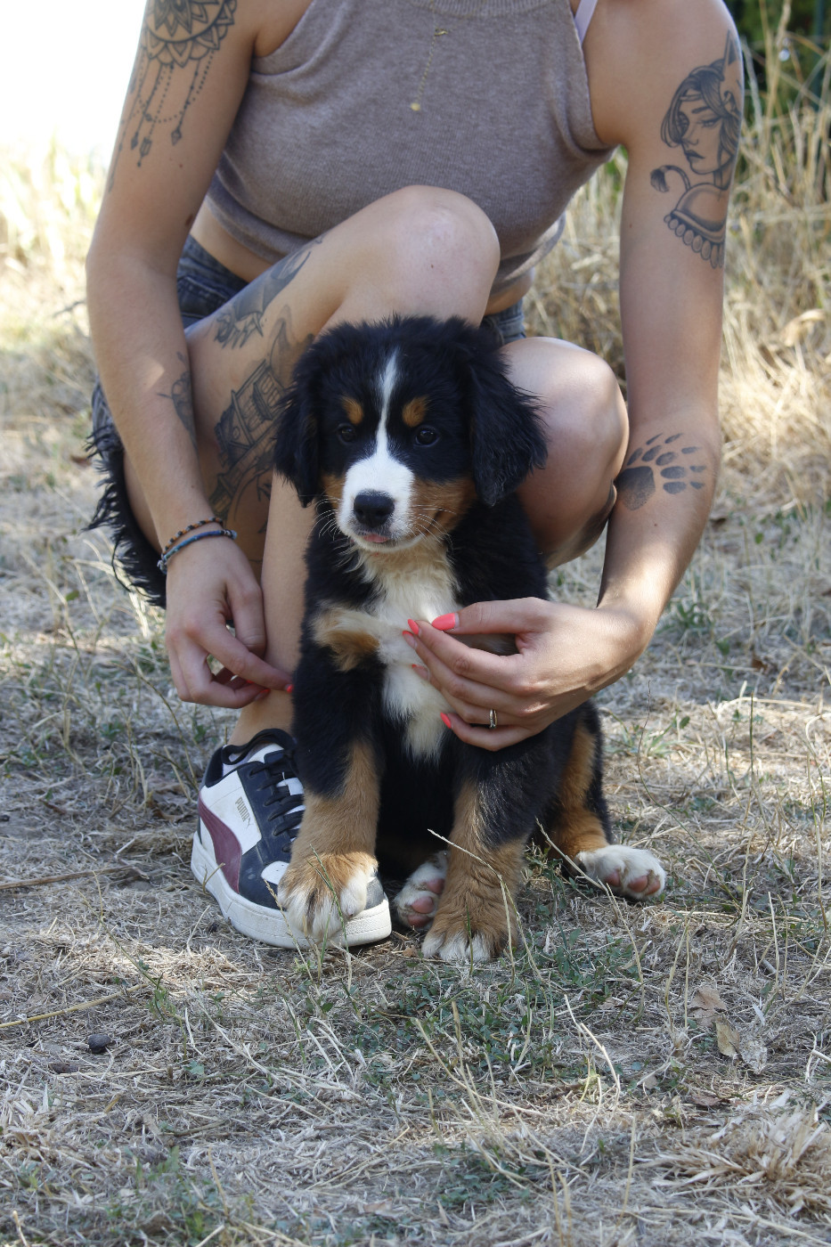 de la Vallée de l'Hyrome - Chiots disponibles - Bouvier Bernois