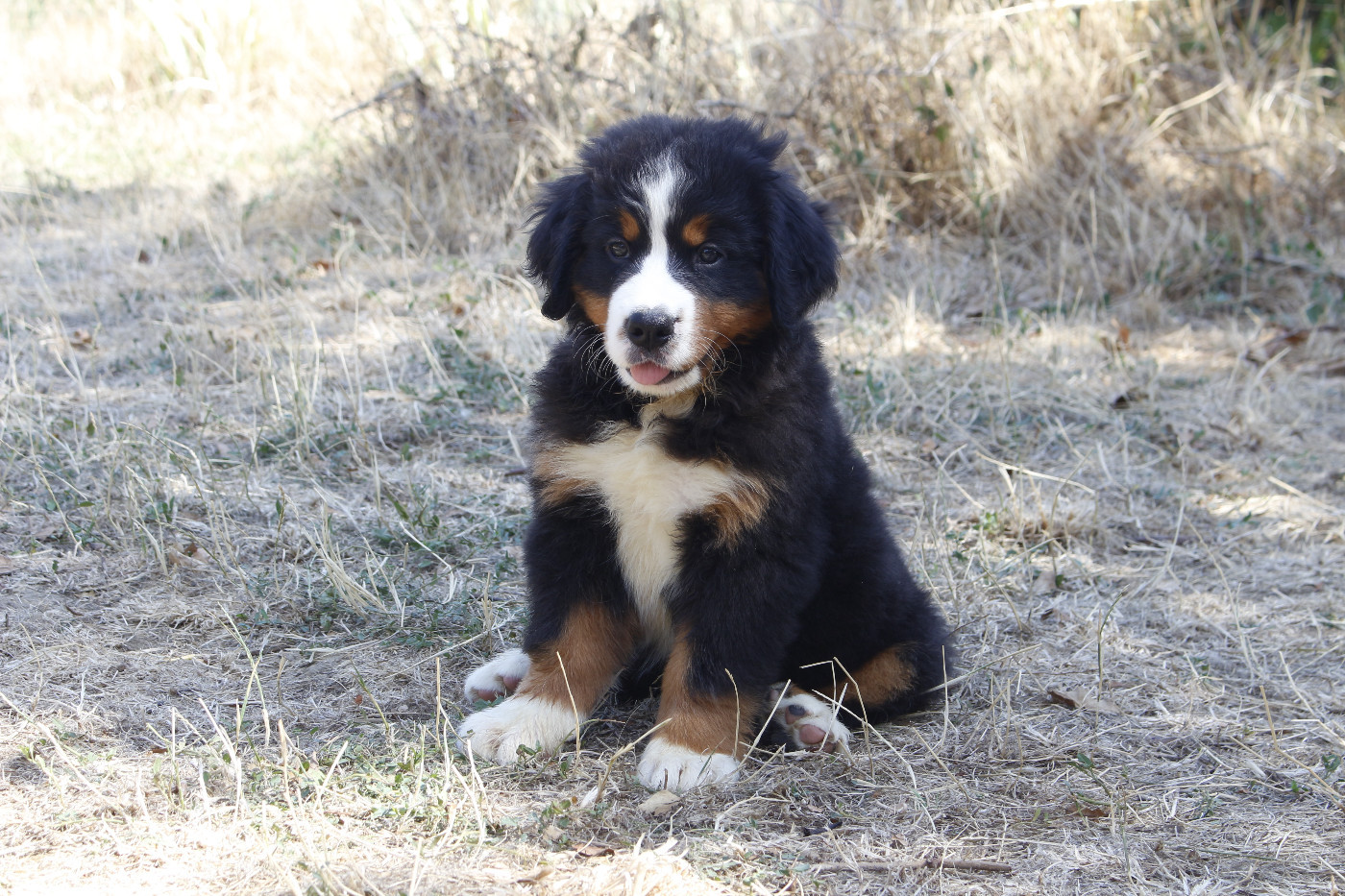 de la Vallée de l'Hyrome - Chiots disponibles - Bouvier Bernois