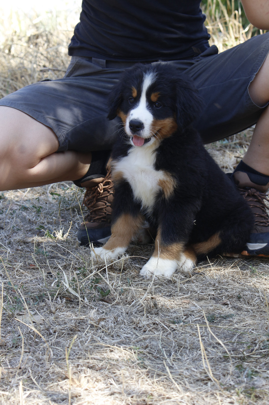 de la Vallée de l'Hyrome - Chiots disponibles - Bouvier Bernois