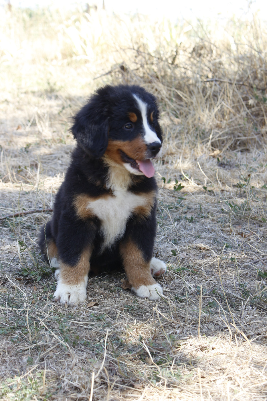 de la Vallée de l'Hyrome - Chiots disponibles - Bouvier Bernois