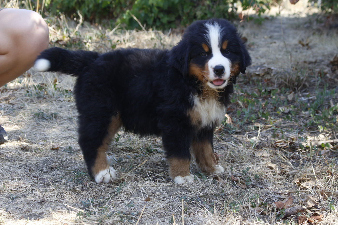 de la Vallée de l'Hyrome - Chiots disponibles - Bouvier Bernois