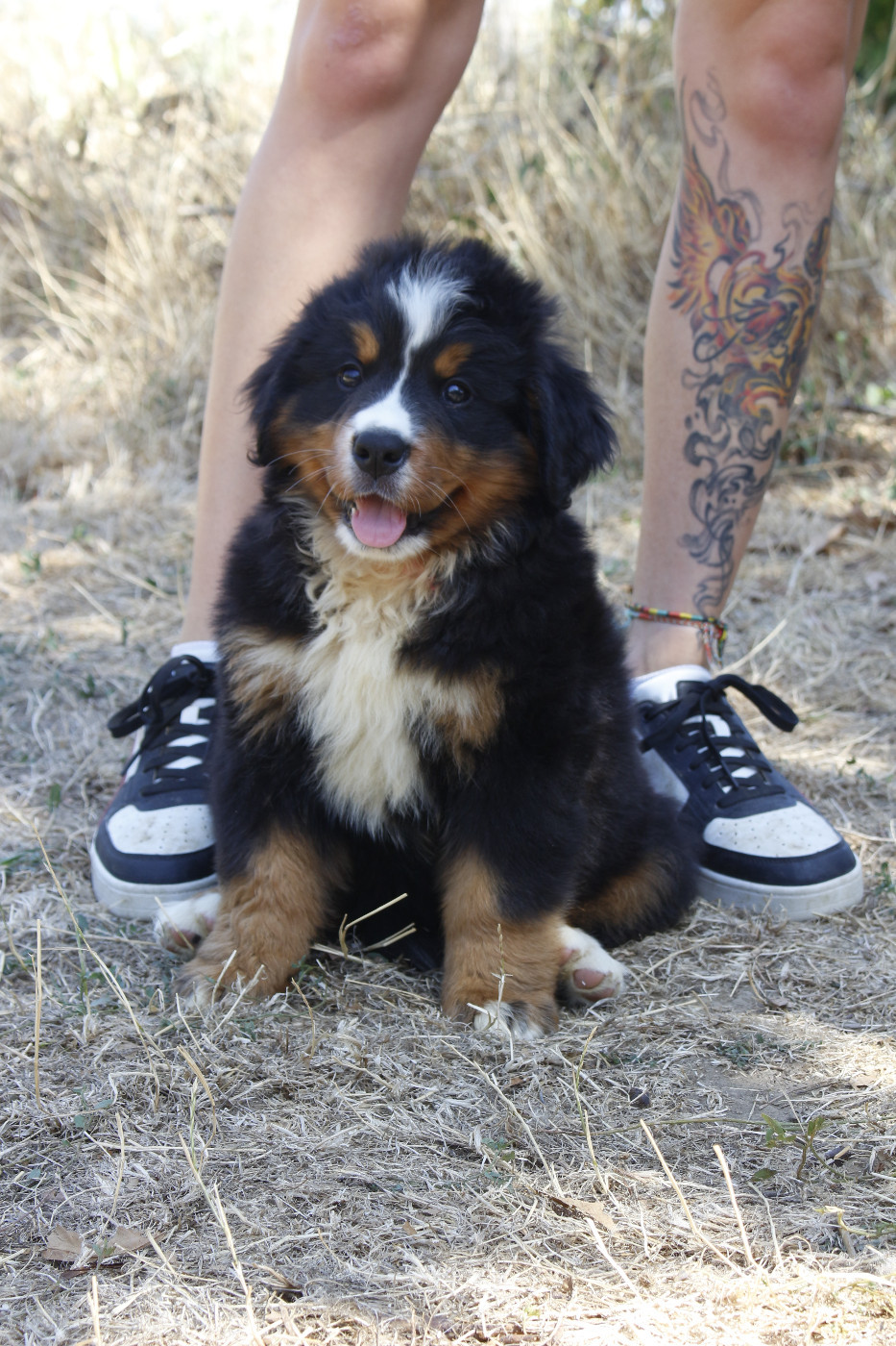de la Vallée de l'Hyrome - Chiots disponibles - Bouvier Bernois