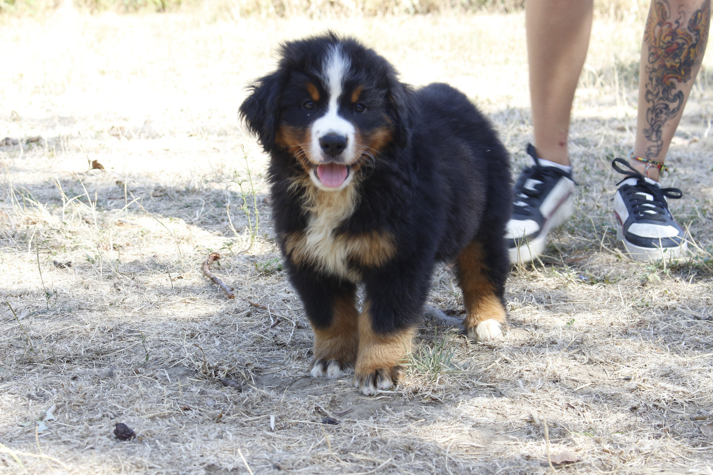 Chiot Bouvier Bernois de la Vallée de l'Hyrome