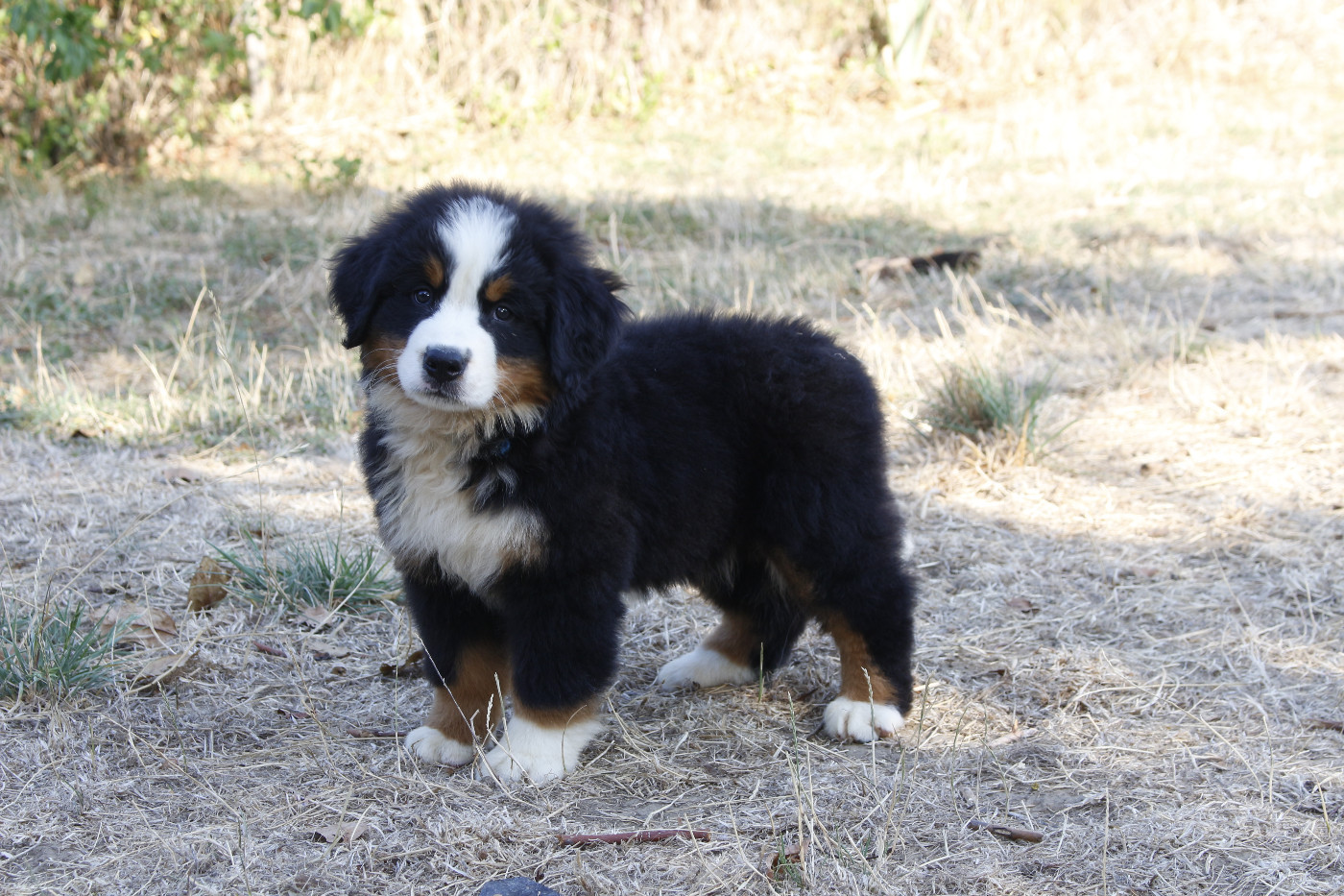 de la Vallée de l'Hyrome - Chiots disponibles - Bouvier Bernois