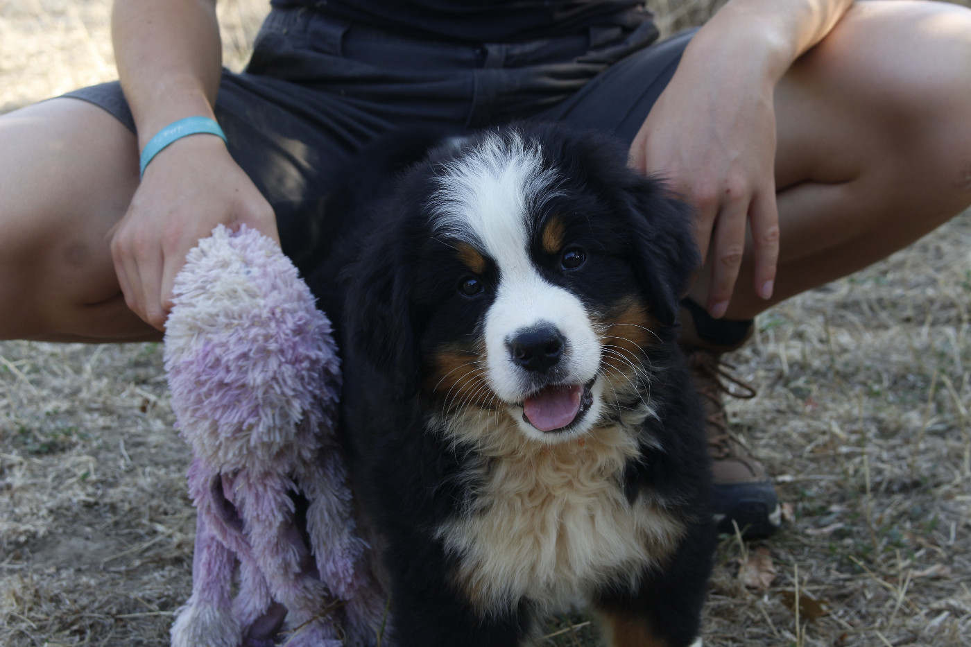 de la Vallée de l'Hyrome - Chiots disponibles - Bouvier Bernois