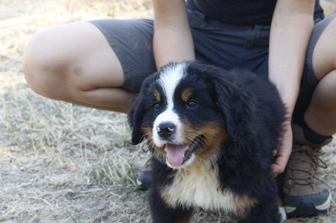 de la Vallée de l'Hyrome - Chiots disponibles - Bouvier Bernois
