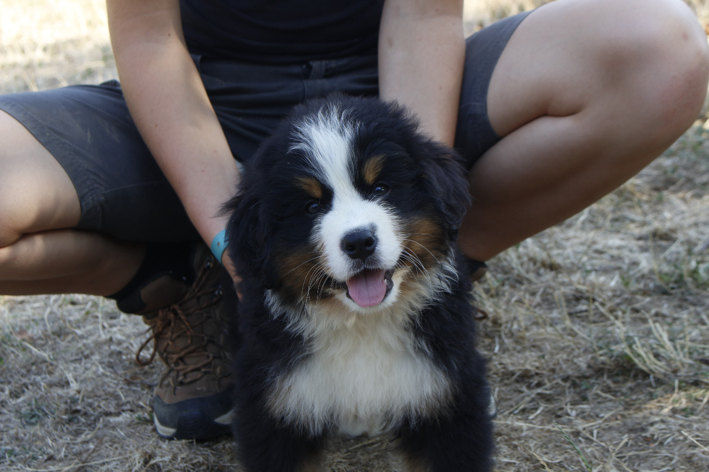 de la Vallée de l'Hyrome - Chiots disponibles - Bouvier Bernois