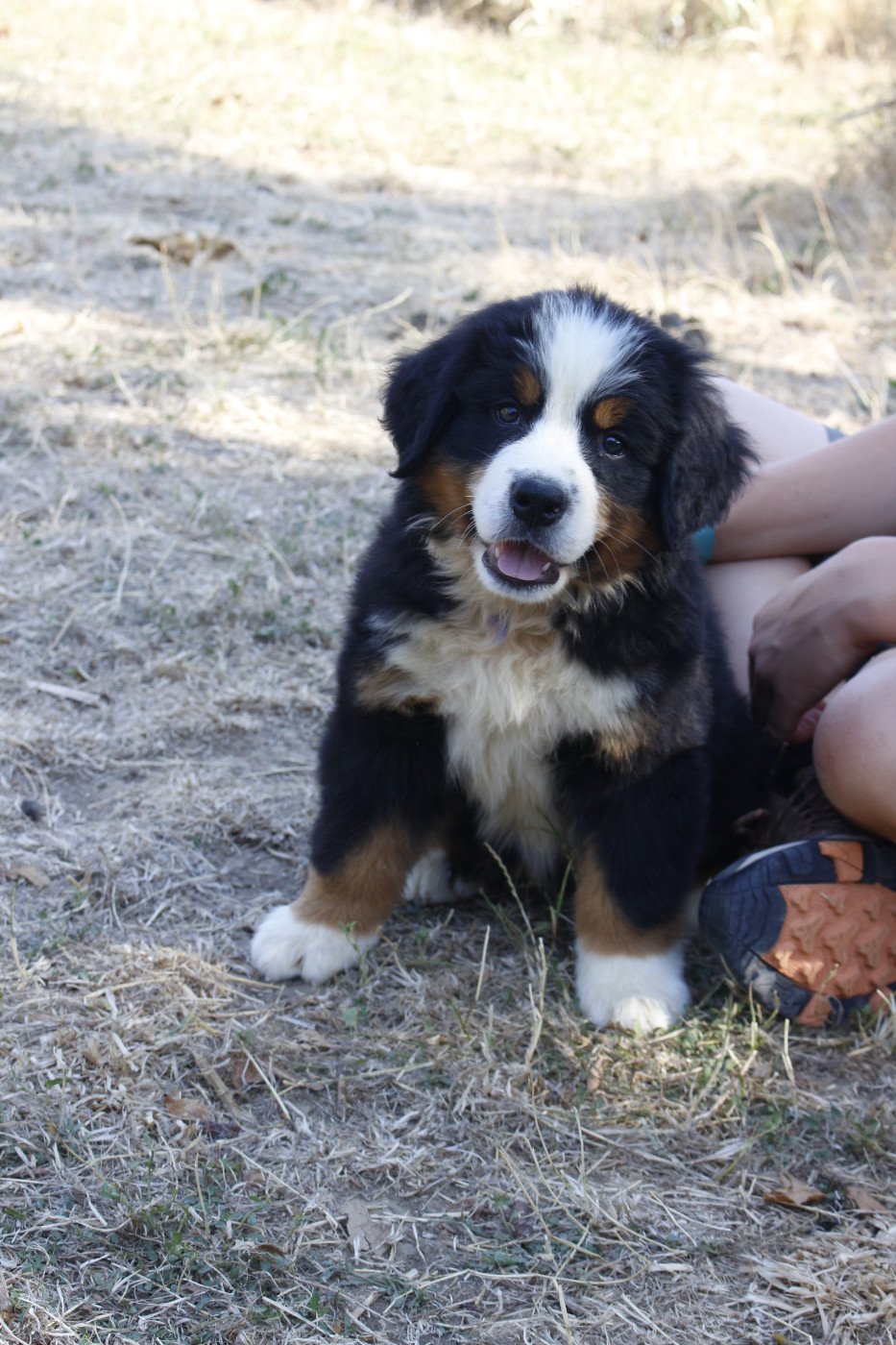 de la Vallée de l'Hyrome - Chiots disponibles - Bouvier Bernois