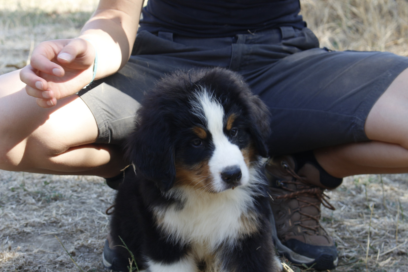 de la Vallée de l'Hyrome - Chiots disponibles - Bouvier Bernois