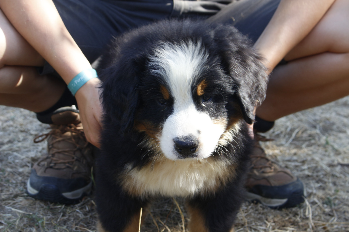 de la Vallée de l'Hyrome - Chiots disponibles - Bouvier Bernois
