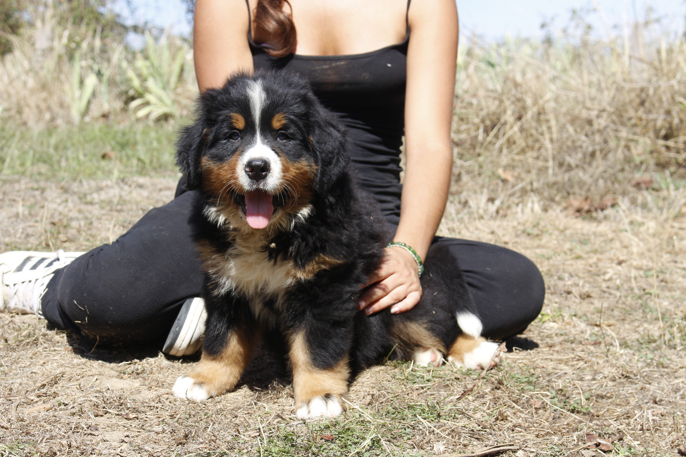 de la Vallée de l'Hyrome - Chiots disponibles - Bouvier Bernois