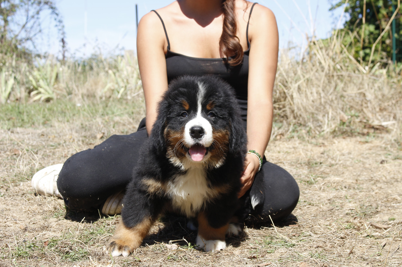 de la Vallée de l'Hyrome - Chiots disponibles - Bouvier Bernois