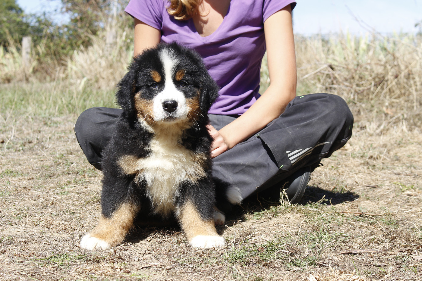 de la Vallée de l'Hyrome - Chiots disponibles - Bouvier Bernois