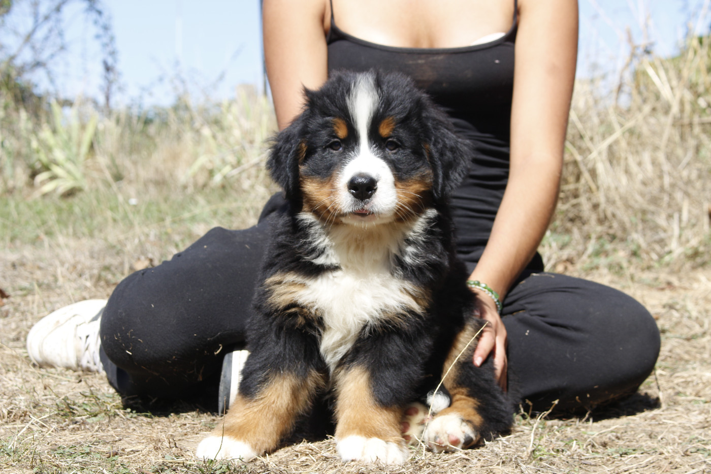 de la Vallée de l'Hyrome - Chiots disponibles - Bouvier Bernois