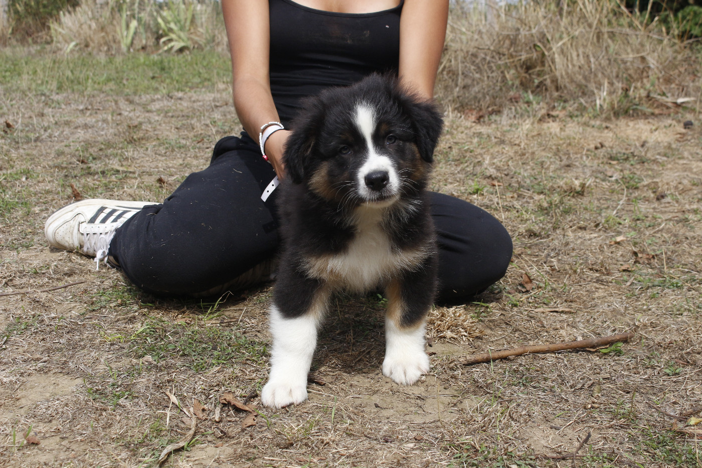 de la Vallée de l'Hyrome - Chiots disponibles - Berger Australien