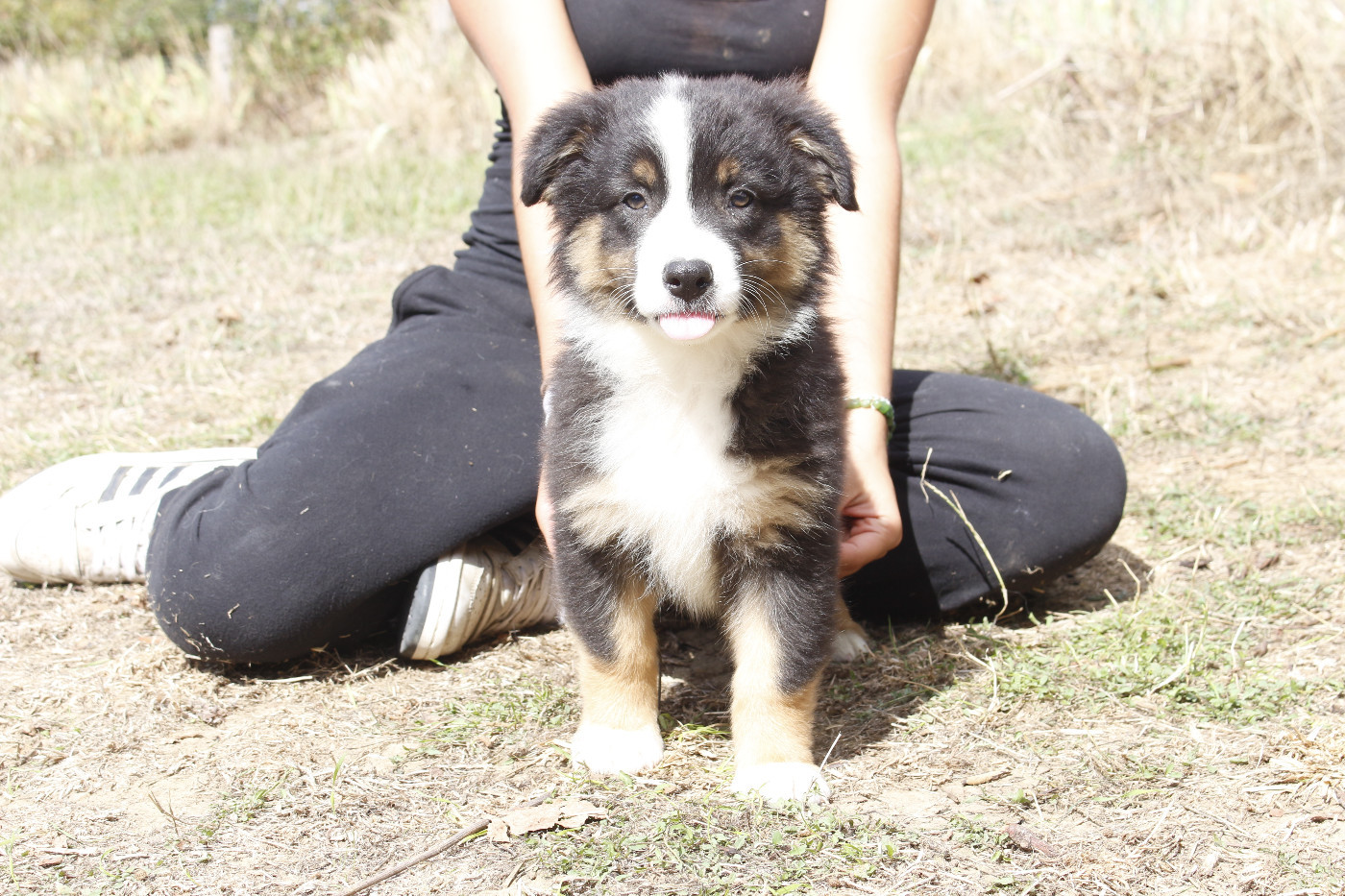 de la Vallée de l'Hyrome - Chiots disponibles - Berger Australien