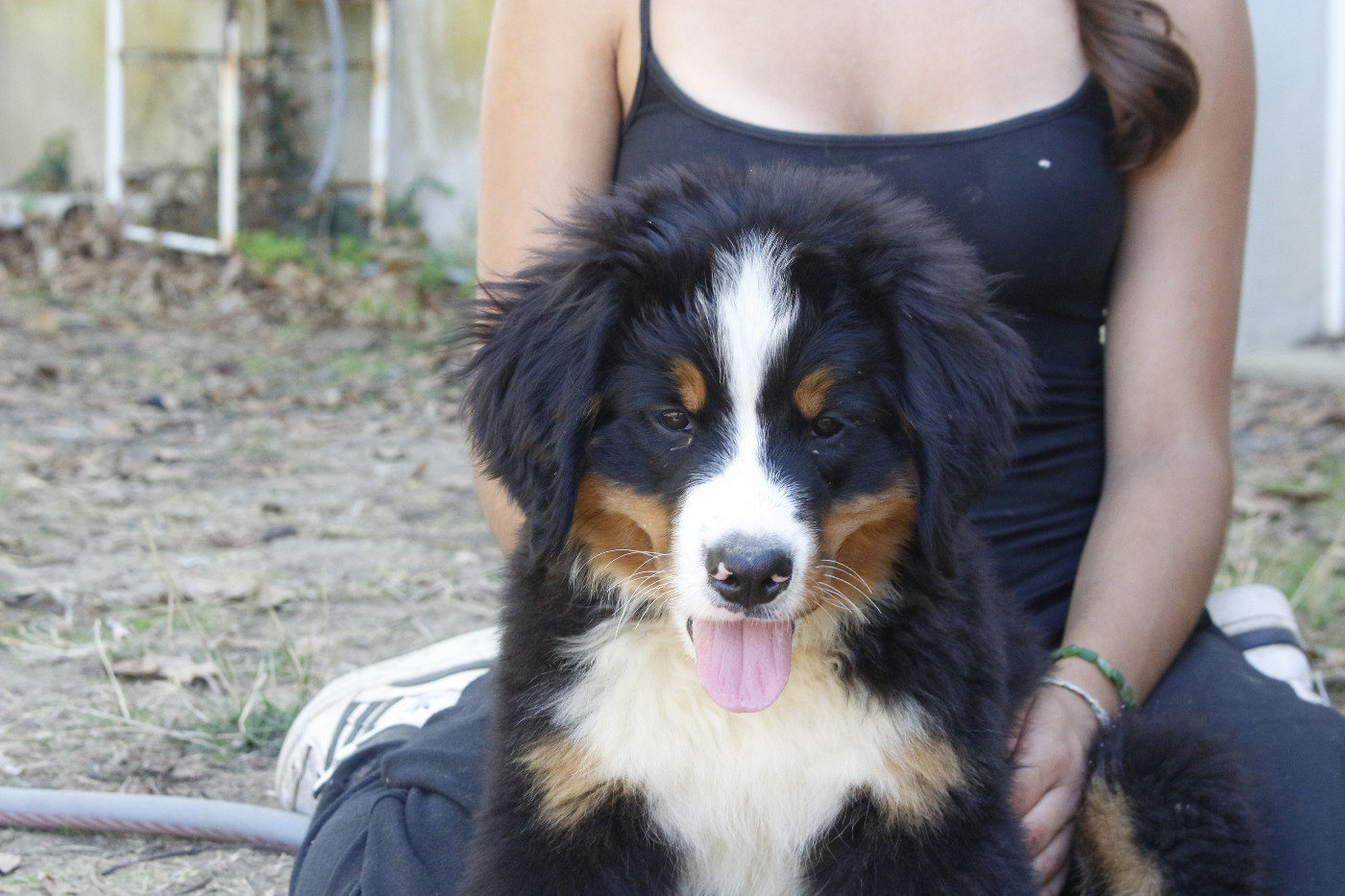 de la Vallée de l'Hyrome - Chiots disponibles - Bouvier Bernois