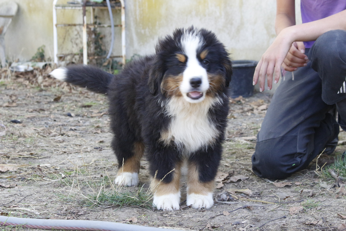 de la Vallée de l'Hyrome - Chiots disponibles - Bouvier Bernois