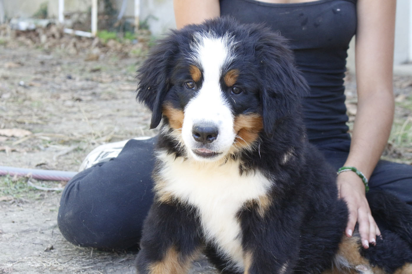 de la Vallée de l'Hyrome - Chiots disponibles - Bouvier Bernois