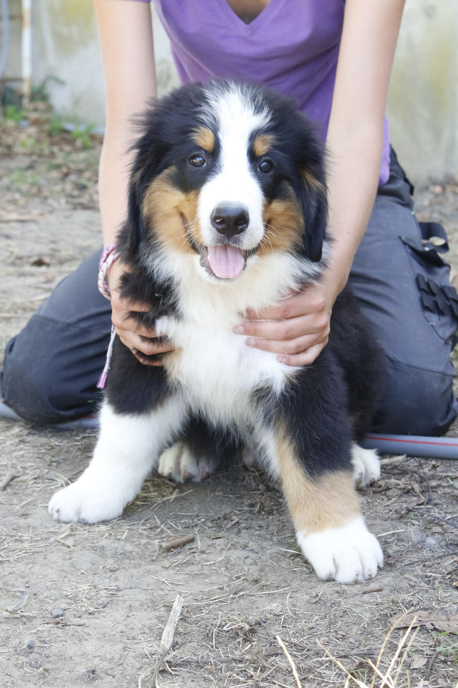 de la Vallée de l'Hyrome - Chiots disponibles - Bouvier Bernois