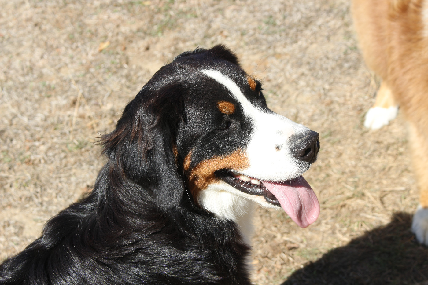 de la Vallée de l'Hyrome - Chiots disponibles - Bouvier Bernois