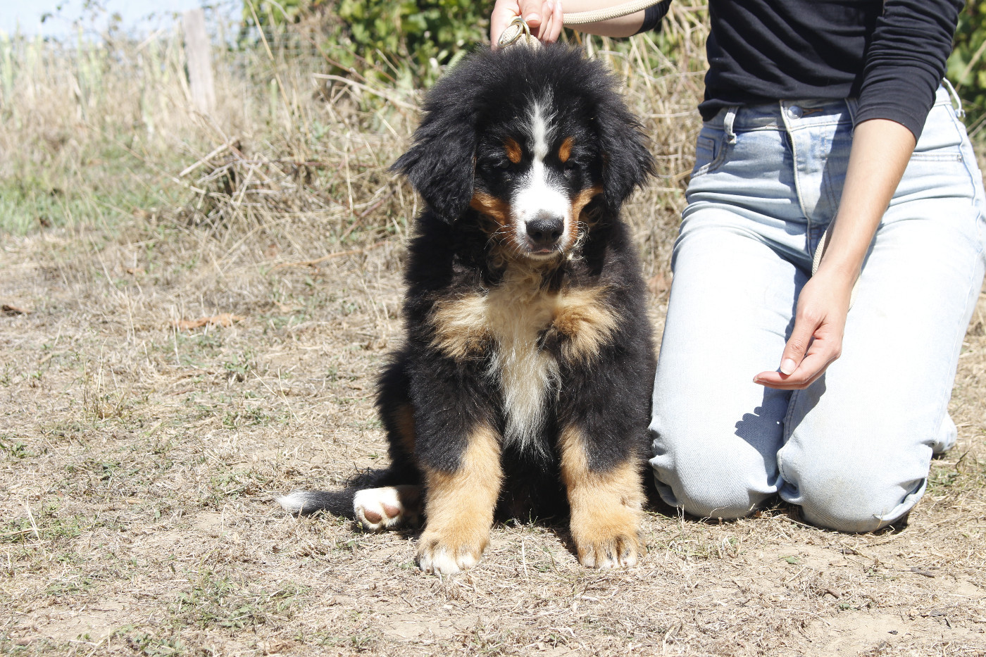 de la Vallée de l'Hyrome - Chiots disponibles - Bouvier Bernois
