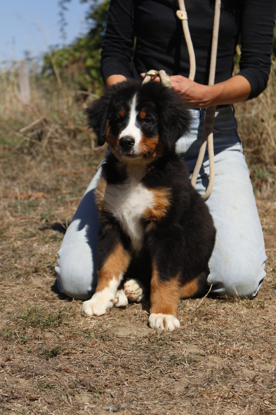 de la Vallée de l'Hyrome - Chiots disponibles - Bouvier Bernois