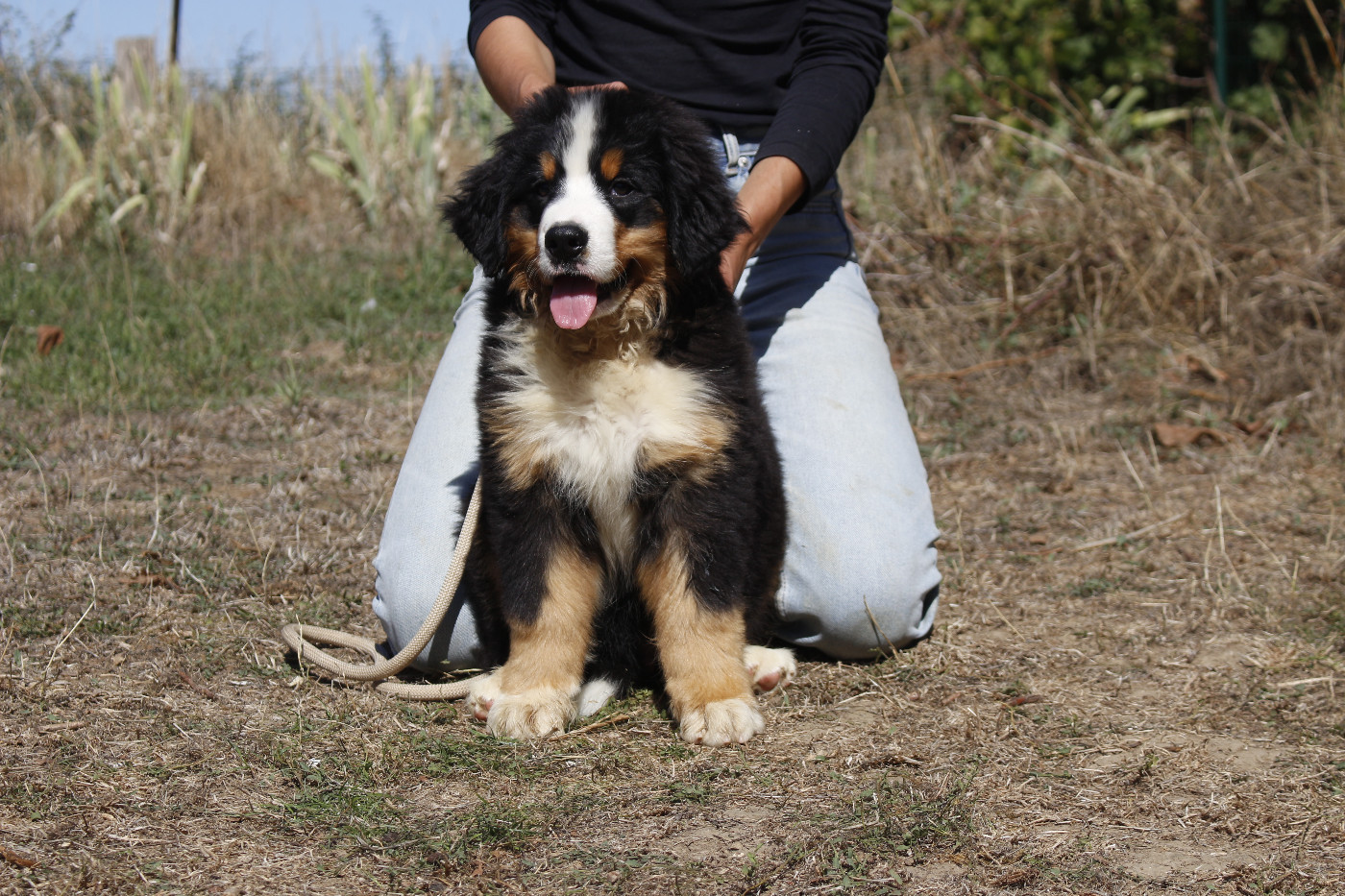 de la Vallée de l'Hyrome - Chiots disponibles - Bouvier Bernois